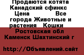 Продаются котята Канадский сфинкс › Цена ­ 15 000 - Все города Животные и растения » Кошки   . Ростовская обл.,Каменск-Шахтинский г.